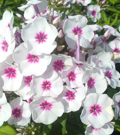 Phlox Swizzle
